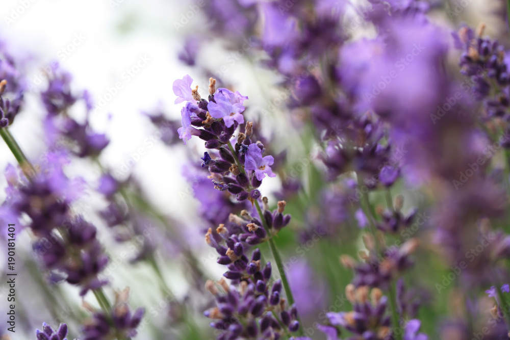 Macro Purple lavender flower. Microcosmos in rustic, home, eco-friendly garden.
Macro Purple lavender flower. Microcosmos in rustic, home, eco-friendly garden.