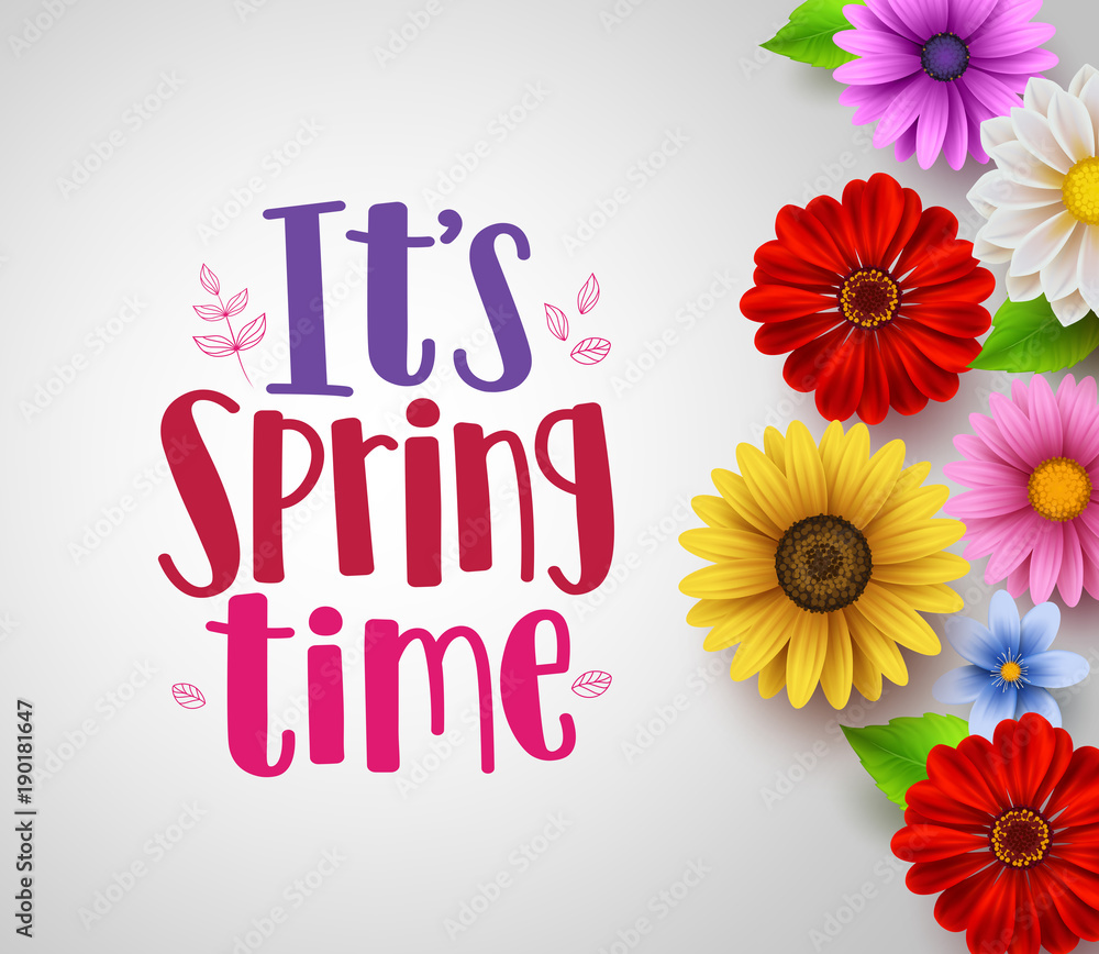 Obraz premium It's spring time text in empty white background vector template with colorful various flowers like daisy, sunflower and elements for spring seasonal greeting design. Vector illustration. 