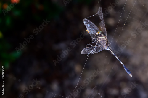 Dragonrfly on a spider web