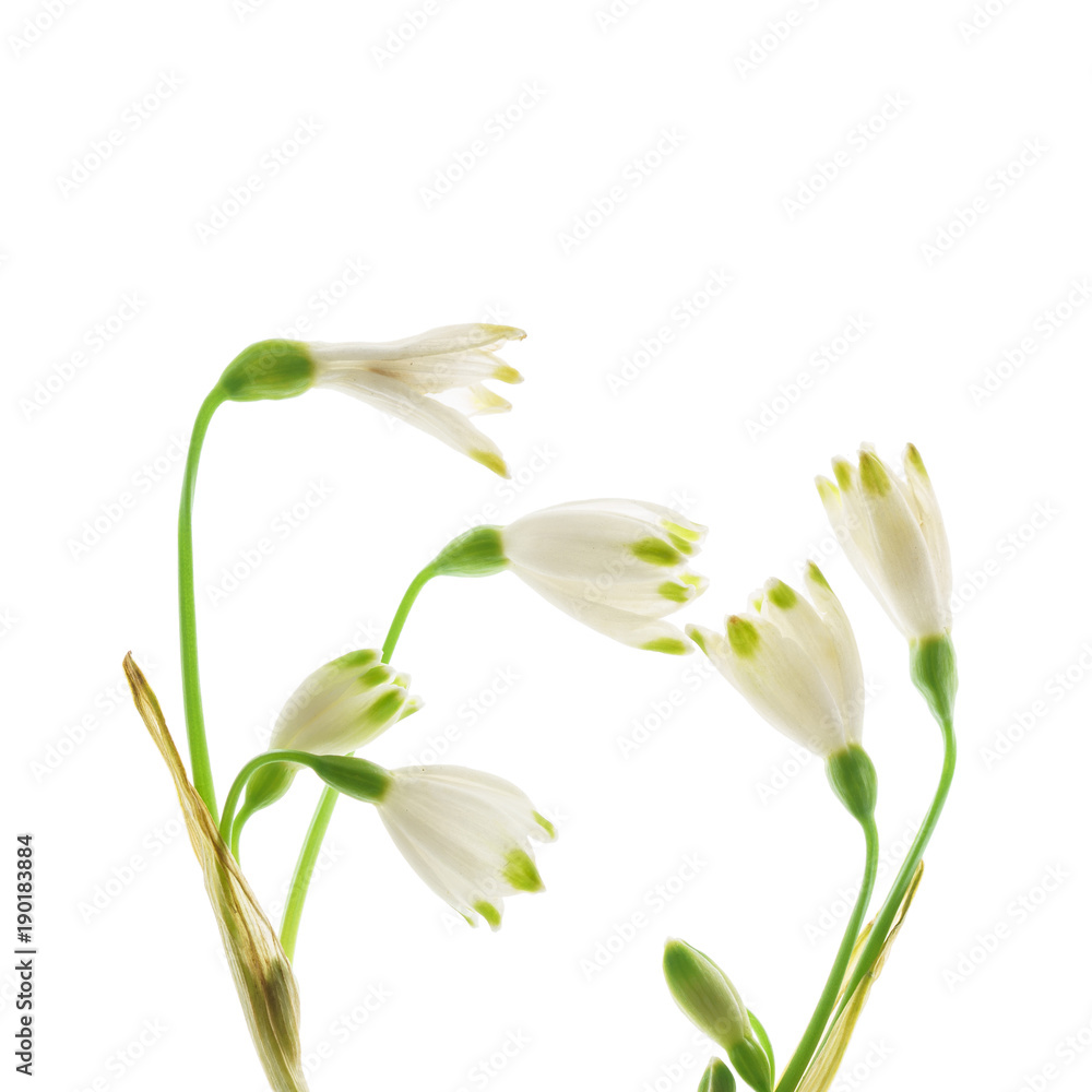 snowdrop flowers on the white snowdrop flowers on the white