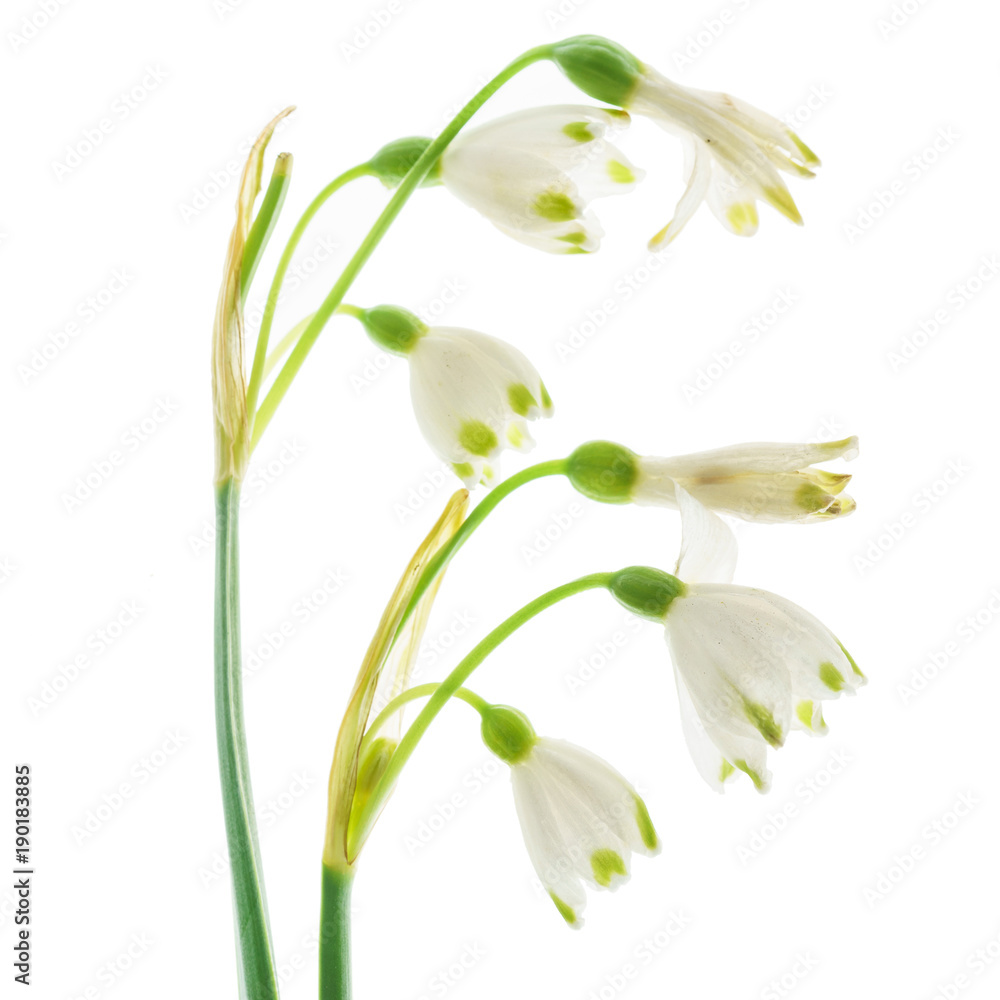 Obraz premium snowdrop flowers on the white