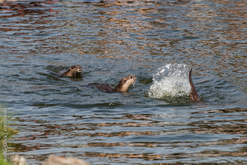 Fototapeta premium Loutres asiatiques jouant dans l'eau