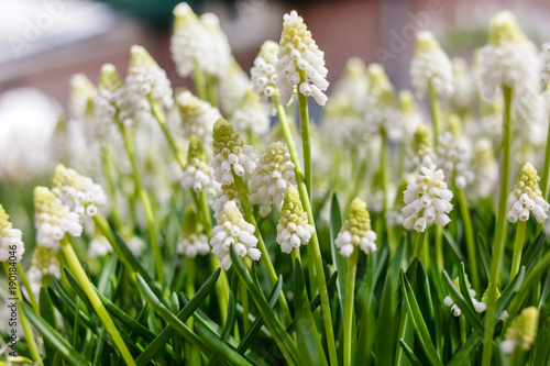 white muscari flowers #190184046