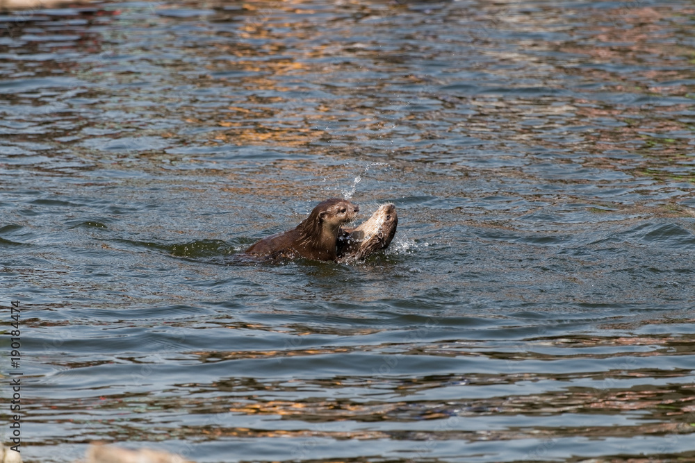 Fototapeta premium Loutres asiatiques jouant dans l'eau