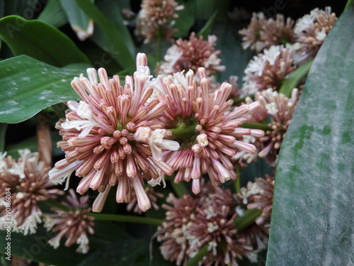 Queen of Dracaenas flower (Dracaena goldieana), nature concept photo