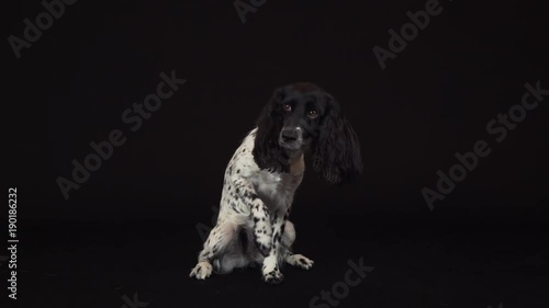 Beautiful female spaniel amusingly covers his nose with his paw on a black background stock footage video photo