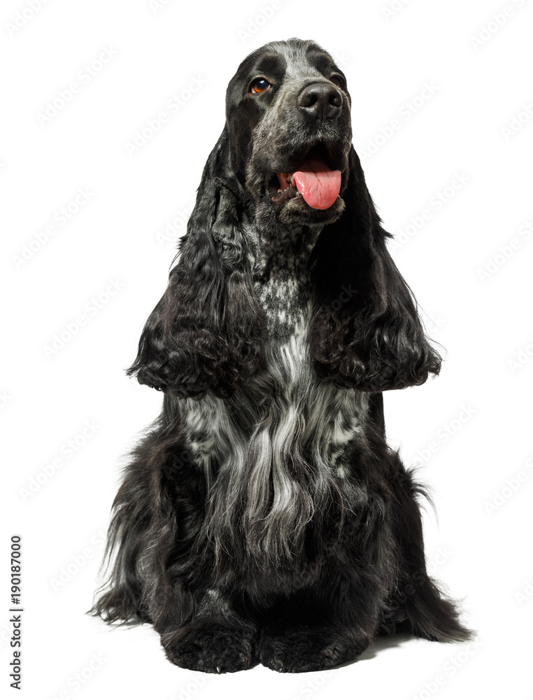 English cocker spaniel dog sitting isolated on white English cocker spaniel dog sitting isolated on white