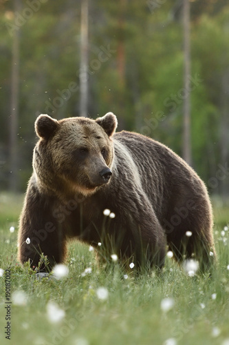 European Brown Bear with forest background