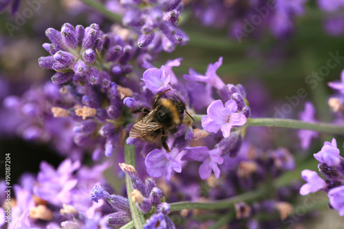 Bee on flower, macro. Bumblebee (Bombus) pollinating lavender in eco, rustic, home garden. photo