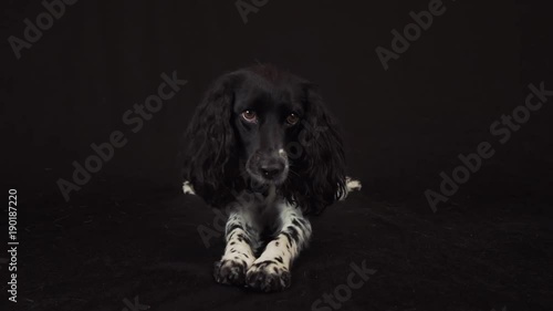 Beautiful female spaniel folds his paw on the paw on a black background stock footage video photo