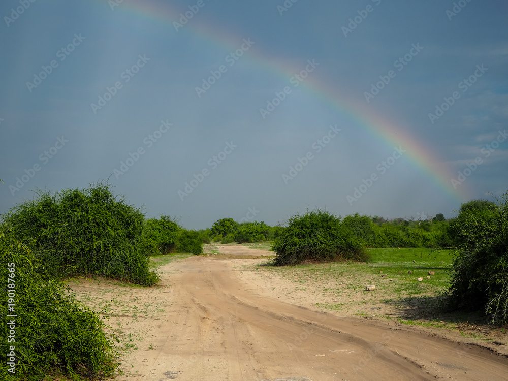 Scenic natural sand route through green savanna plain with soft beautiful rainbow after rain on blue sky copyspace background, Chobe national park
