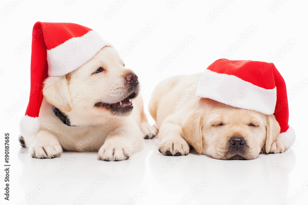 Labrador puppies in santa hat