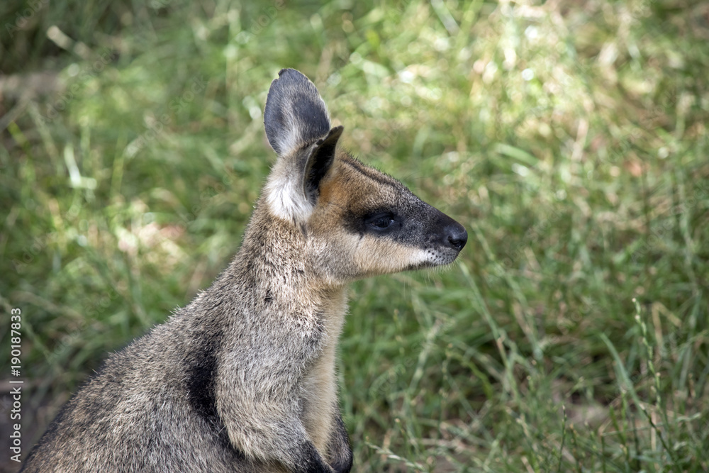 Fototapeta premium swamp wallaby