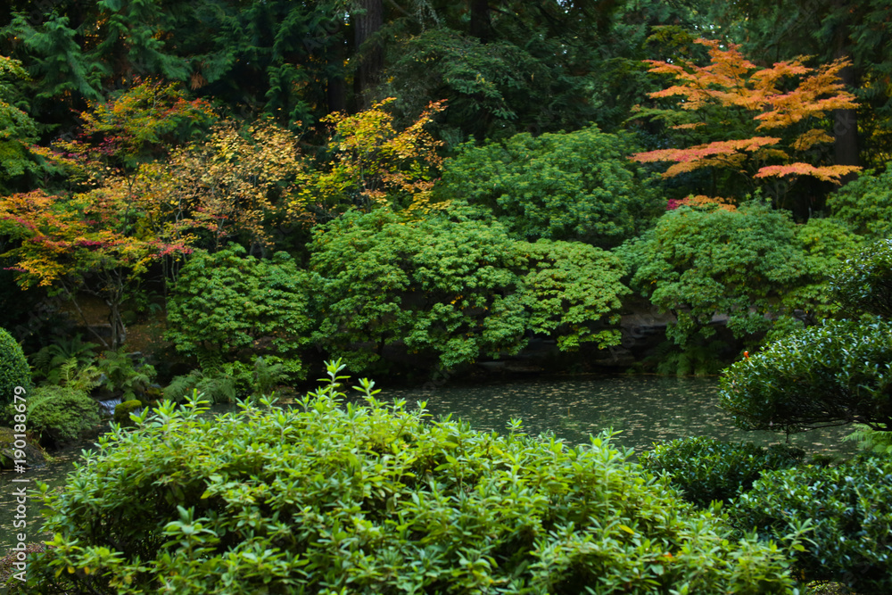 Outstanding Autumn View of Colorful Trees and Leaves in Beautiful Japanese Garden in Portland Oregon USA