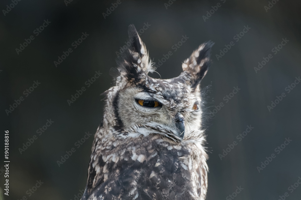 Obraz premium Grand-duc africain en gros plan