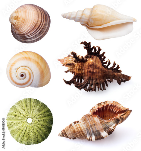 Sea urchins and shells on white background.
