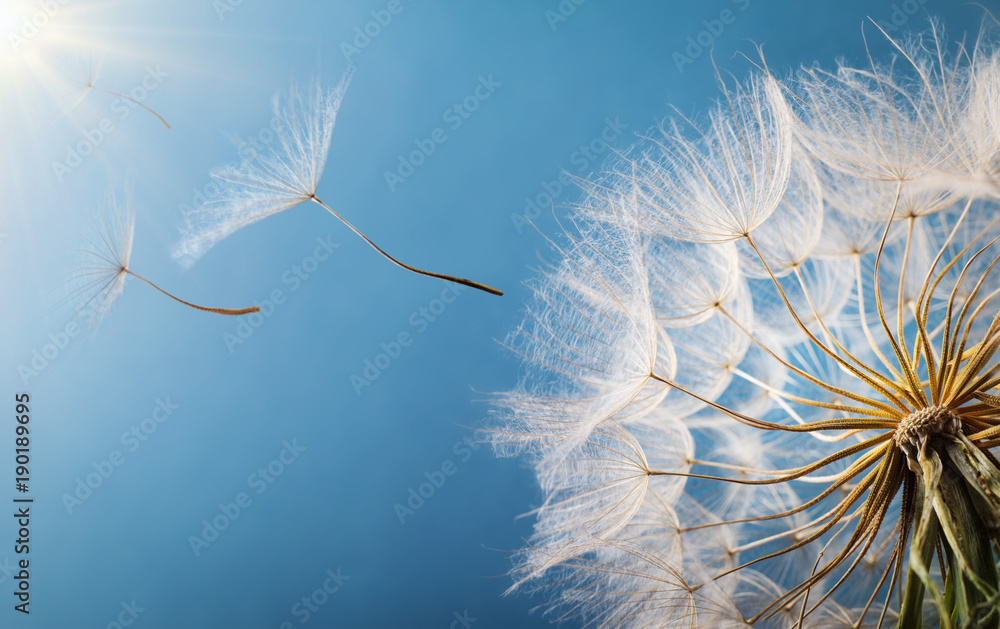 Obraz premium Latające nasiona mniszka lekarskiego w porannym słońcu wieje wiatr na niebieskim niebie.