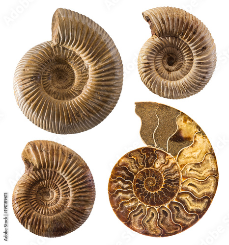 Ammonite fossil collection isolated on white. © Tryfonov