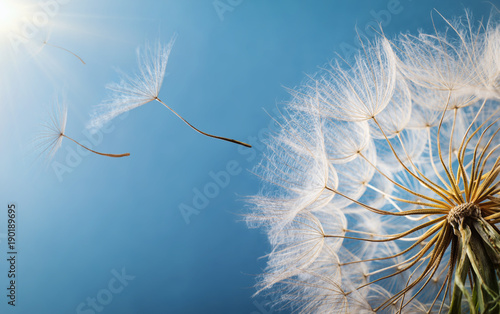 Flying Dandelion seeds in the morning sunlight blowing away in the wind across a blue sky.