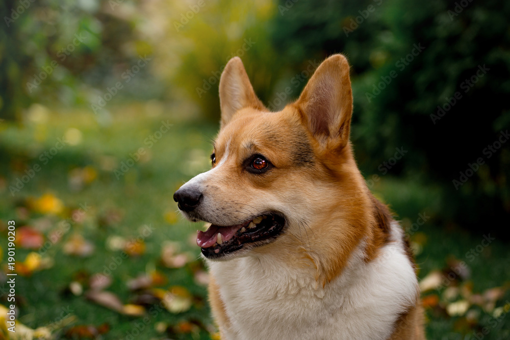 A fine dog of the Corgi breed A fine dog of the Corgi breed