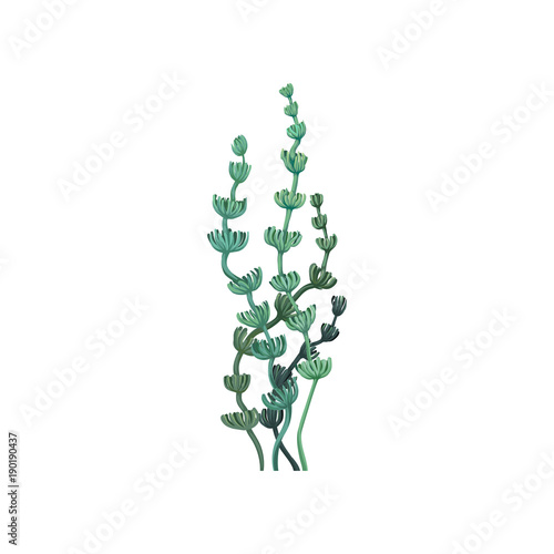 Green underwater seaweed, aquatic marine algae plant vector Illustration