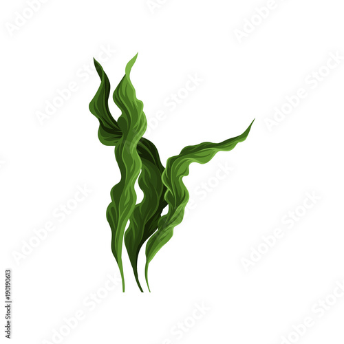 Underwater seaweed spirulina, aquatic marine algae plant vector Illustration