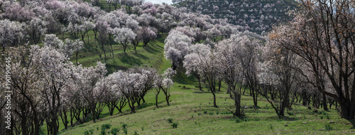 Panorama of a blooming garden with almond in the mountains of Uzbekistan.