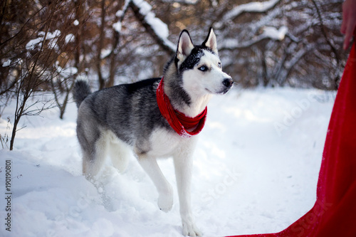 Husky dog in winter nature © Мария Старосельцева