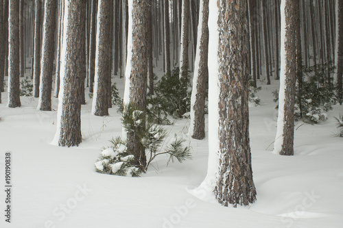 Row of frozen pine trees in winter wonderland with fresh powder snow in the midwest.  January and February fridgid cold. photo