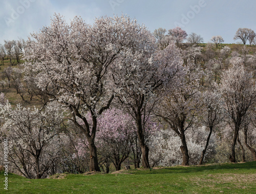 Flowering almond trees.Uzbekistan