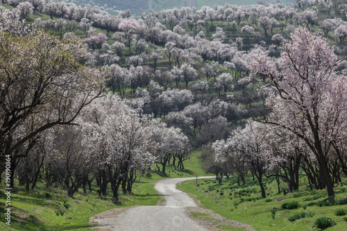 A blooming garden of almond in the mountains with the road.Uzbekistan