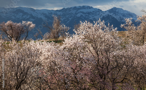 Blooming almond trees on the background of snowy mountains.Uzbekistan.