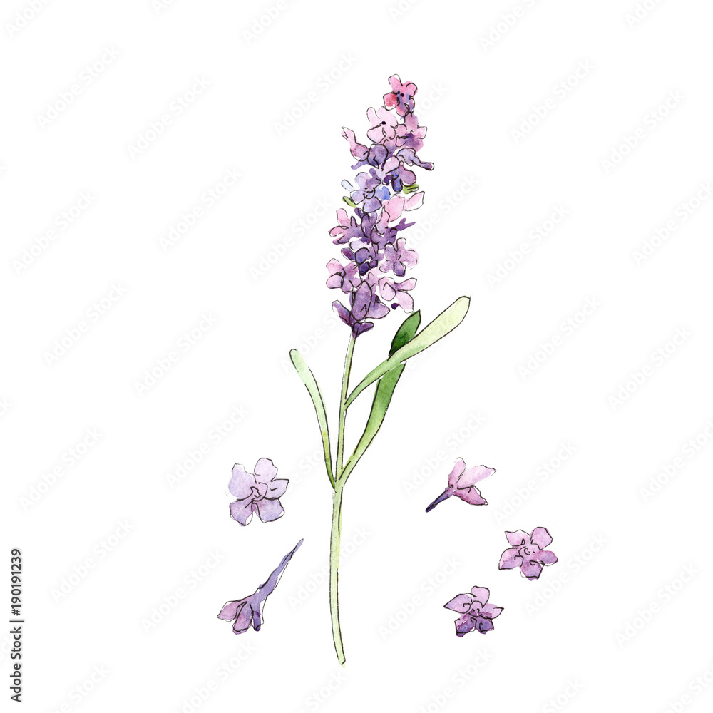Fototapeta premium Wildflower lavender flower in a watercolor style isolated. Full name of the plant: lavender. Aquarelle wild flower for background, texture, wrapper pattern, frame or border.