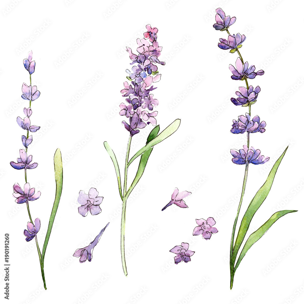 Fototapeta Wildflower lavender flower in a watercolor style isolated. Full name of the plant: lavender. Aquarelle wild flower for background, texture, wrapper pattern, frame or border.