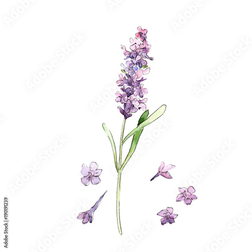 Wildflower lavender flower in a watercolor style isolated. Full name of the plant  lavender. Aquarelle wild flower for background  texture  wrapper pattern  frame or border.