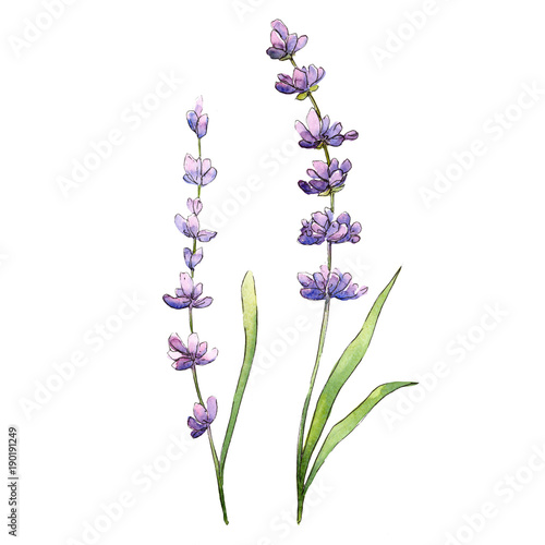 Fototapeta Naklejka Na Ścianę i Meble -  Wildflower lavender flower in a watercolor style isolated. Full name of the plant: lavender. Aquarelle wild flower for background, texture, wrapper pattern, frame or border.