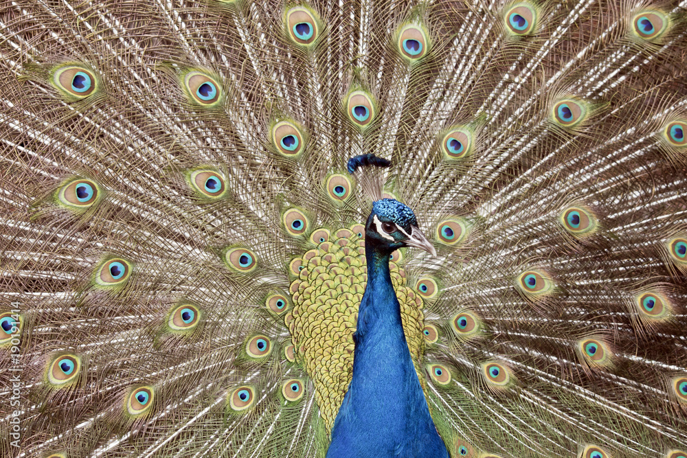 Obraz premium peacock