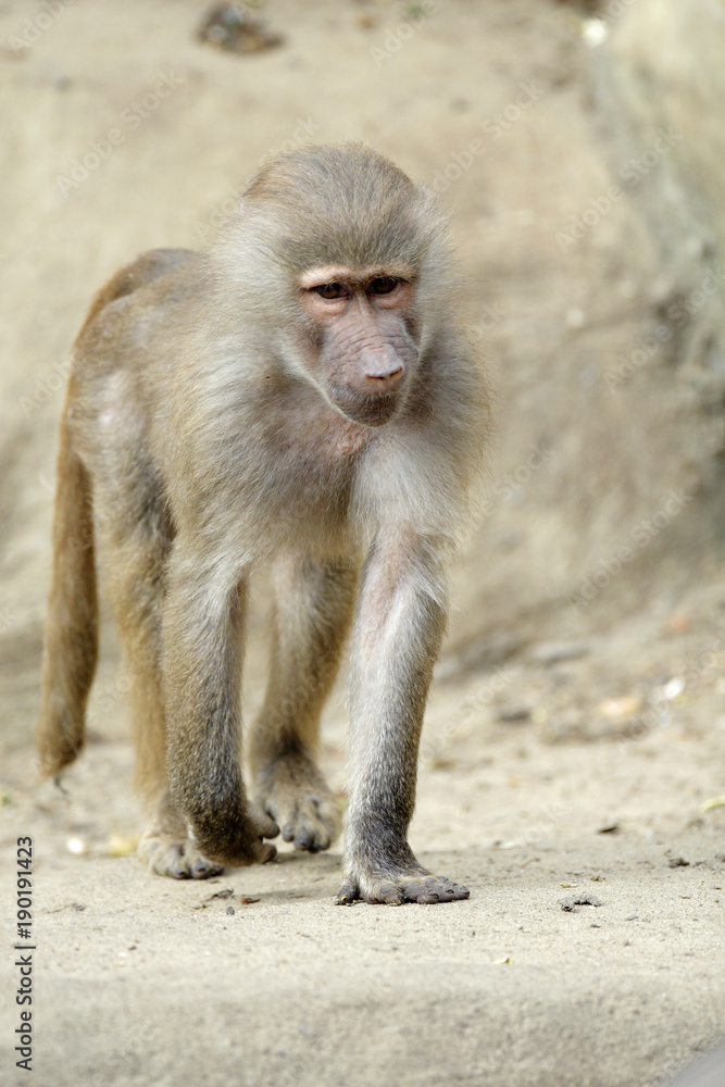 Single Hamadryas baboon in zoological garden