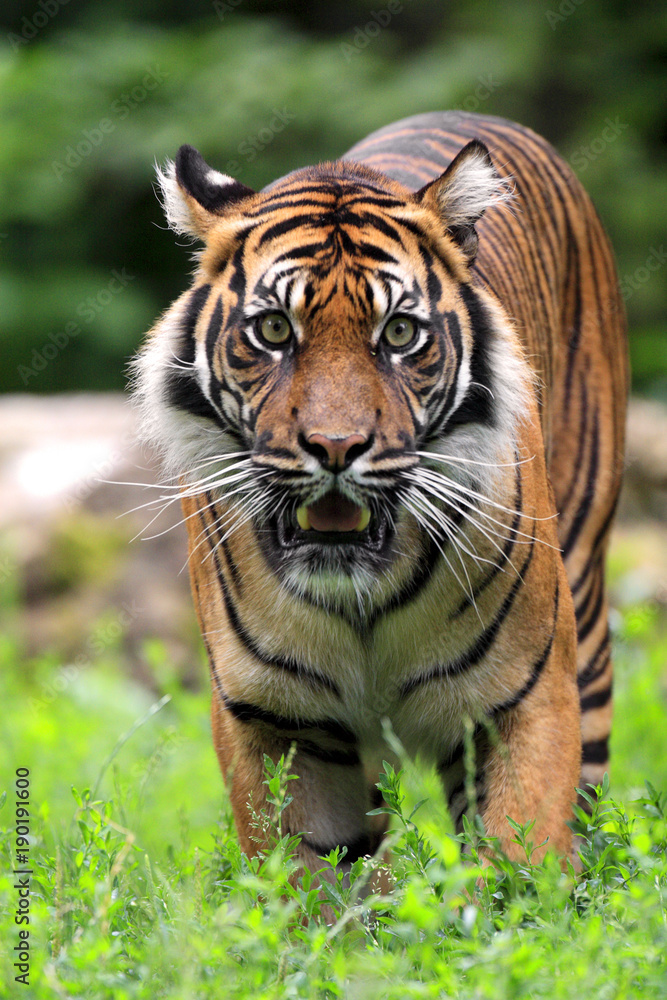 Obraz premium Single Sumatran Tiger in zoological garden