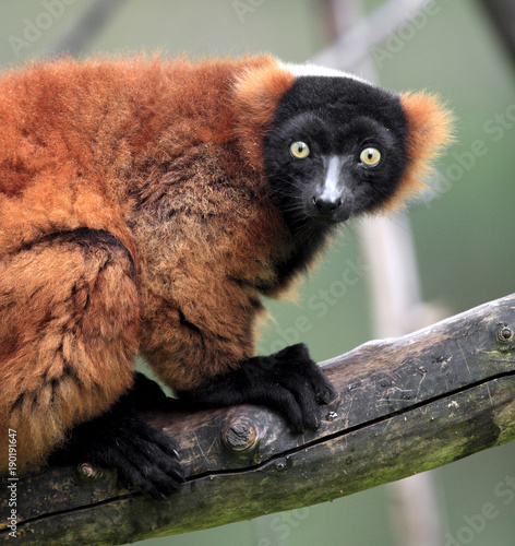 Single Vari Lemur in zoological garden