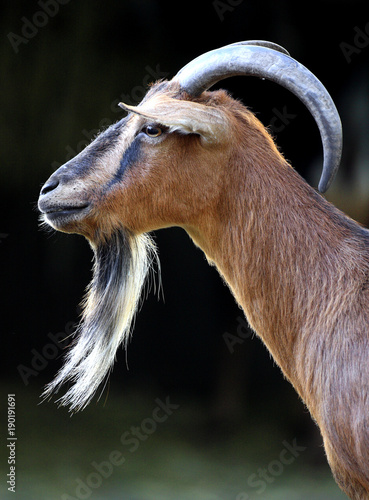 Single African Pygmy goat in zoological garden photo