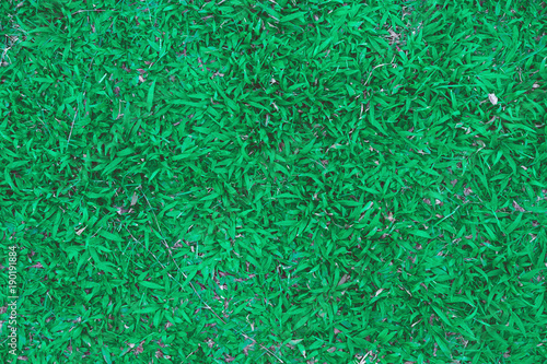 Top view of green grass and grass ground and grass field, Green grass texture and background from grass leaves.