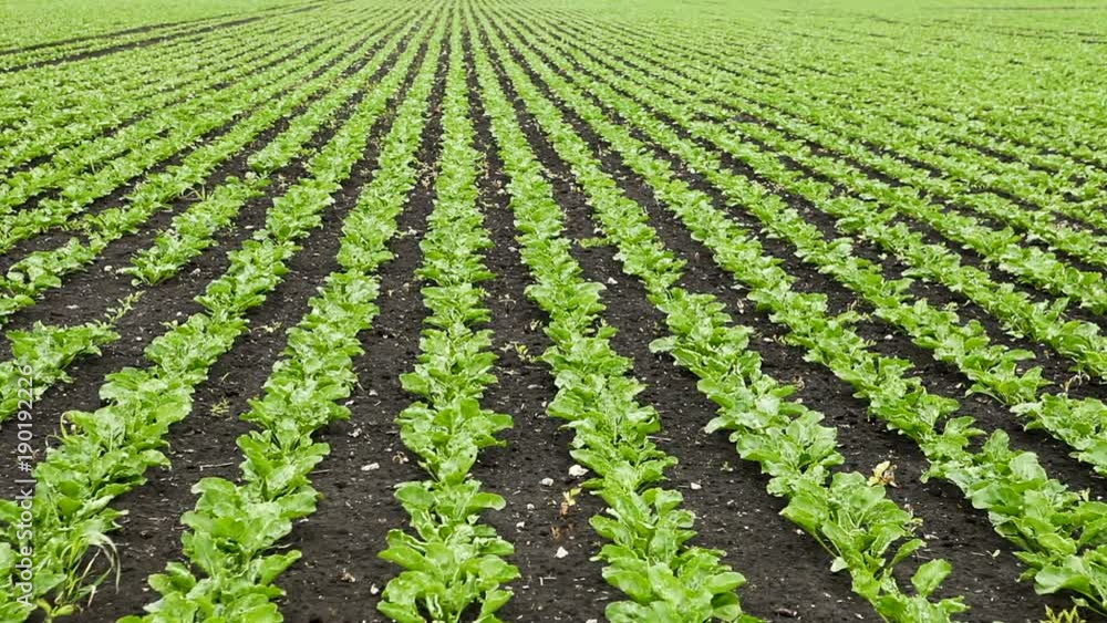 The cultivation of white beet. Field of young green sprouts of sugar beet. HD The cultivation of white beet. Field of young green sprouts of sugar beet. HD