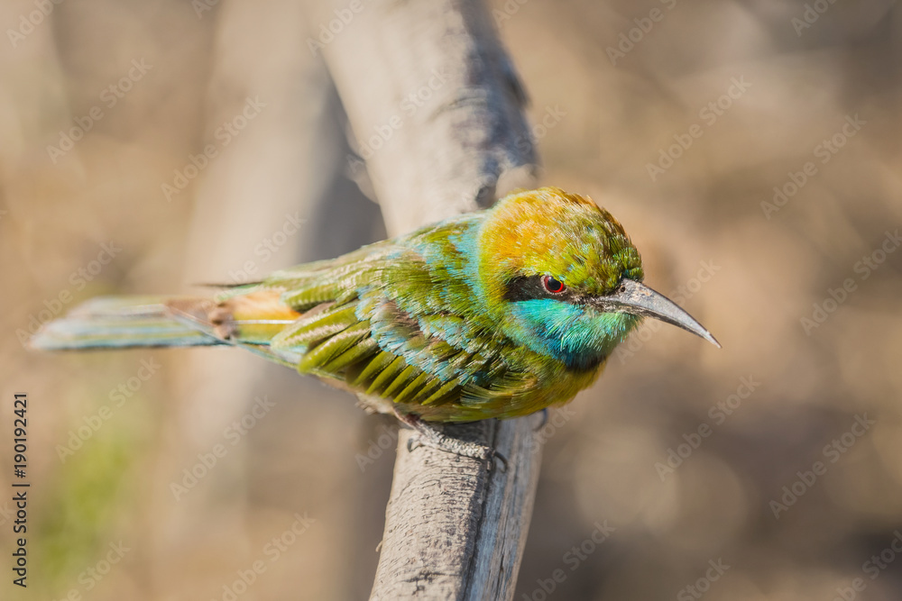 Obraz premium Blue-tailed bee-eater (Merops philippinus) perched on a tree branch in bright spring forest