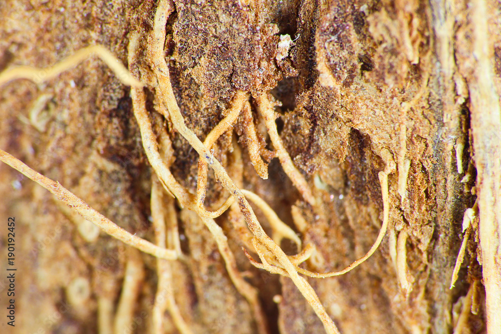 Macro photo material structure of coconut shell Macro photo material structure of coconut shell