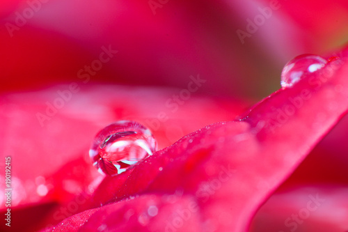Two drop of water on red blossom of Euphorbia pulcherrima, macro photo
