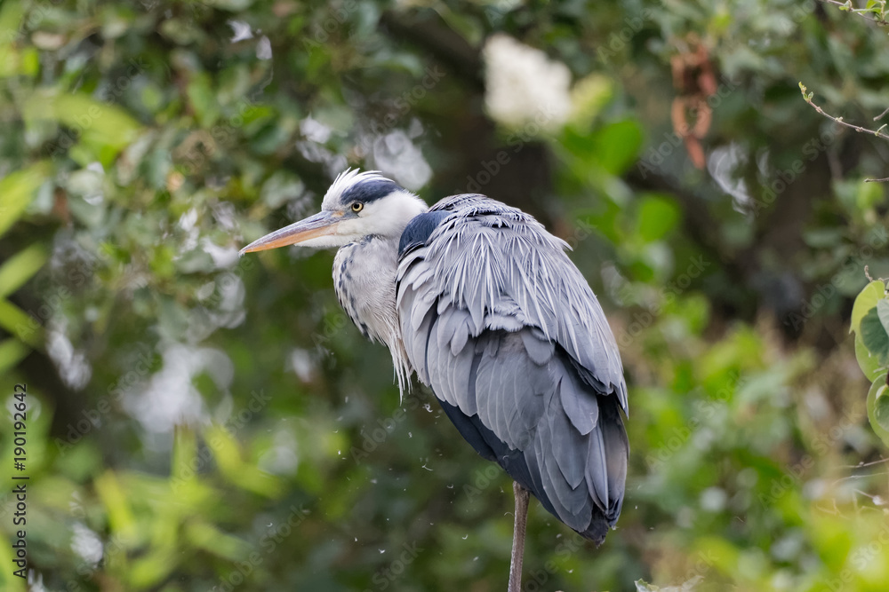 Fototapeta premium Heron cendre