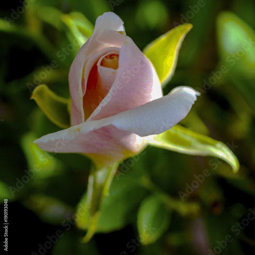 rose bud