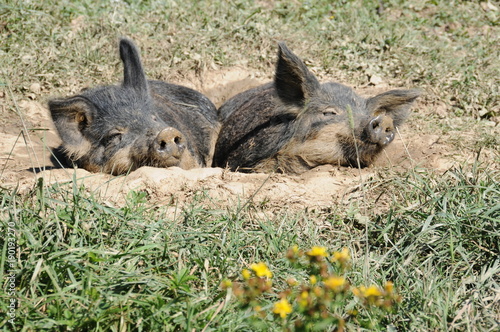 Wollschweine in der Suhle photo