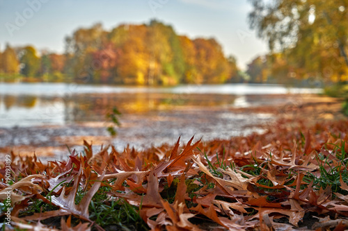 Słoneczny jesienny krajobraz - park w złotych kolorach, dominują brązowe liście wokół stawu na tle wielobarwnej wyspy
